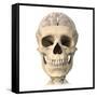 Anatomy of Human Skull, Cutaway View with Half Brain Showing-null-Framed Stretched Canvas