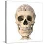 Anatomy of Human Skull, Cutaway View with Half Brain Showing-null-Stretched Canvas