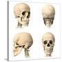 Anatomy of Human Skull from Different Angles-null-Stretched Canvas