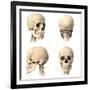 Anatomy of Human Skull from Different Angles-null-Framed Art Print