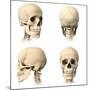 Anatomy of Human Skull from Different Angles-null-Mounted Art Print