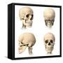 Anatomy of Human Skull from Different Angles-null-Framed Stretched Canvas