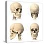 Anatomy of Human Skull from Different Angles-null-Stretched Canvas