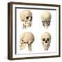 Anatomy of Human Skull from Different Angles-null-Framed Art Print