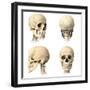 Anatomy of Human Skull from Different Angles-null-Framed Art Print