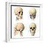 Anatomy of Human Skull from Different Angles-null-Framed Art Print