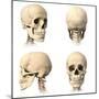 Anatomy of Human Skull from Different Angles-null-Mounted Art Print