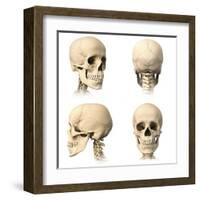 Anatomy of Human Skull from Different Angles-null-Framed Art Print