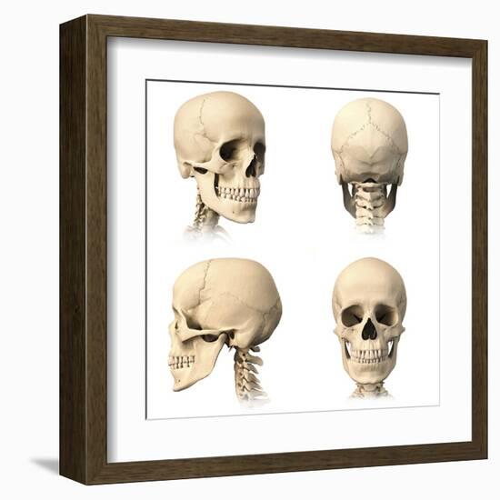 Anatomy of Human Skull from Different Angles-null-Framed Art Print