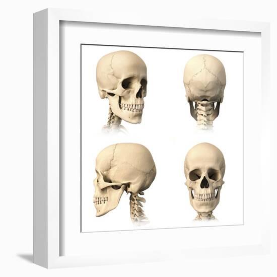 Anatomy of Human Skull from Different Angles-null-Framed Art Print