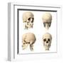Anatomy of Human Skull from Different Angles-null-Framed Art Print