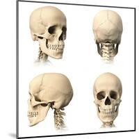 Anatomy of Human Skull from Different Angles-null-Mounted Art Print