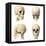 Anatomy of Human Skull from Different Angles-null-Framed Stretched Canvas
