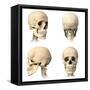 Anatomy of Human Skull from Different Angles-null-Framed Stretched Canvas