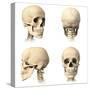 Anatomy of Human Skull from Different Angles-null-Stretched Canvas