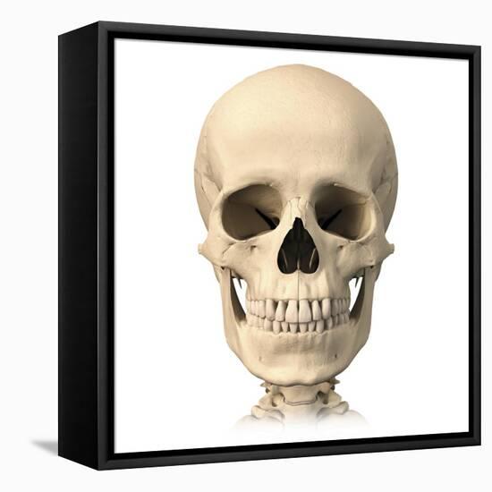 Anatomy of Human Skull, Front View-null-Framed Stretched Canvas