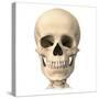 Anatomy of Human Skull, Front View-null-Stretched Canvas