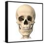 Anatomy of Human Skull, Front View-null-Framed Stretched Canvas