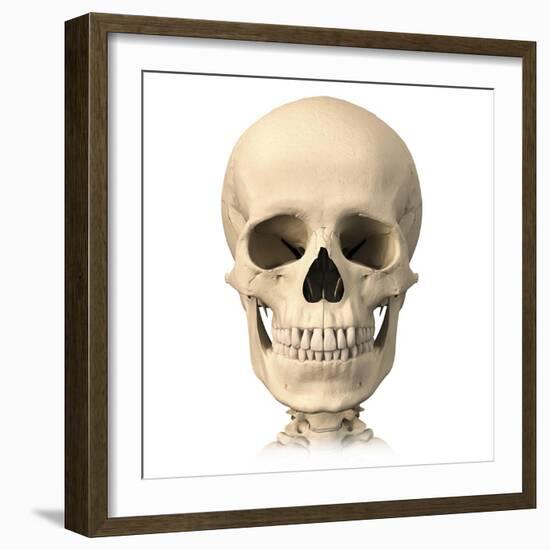 Anatomy of Human Skull, Front View-null-Framed Art Print