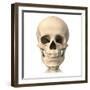 Anatomy of Human Skull, Front View-null-Framed Art Print