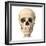 Anatomy of Human Skull, Front View-null-Framed Art Print