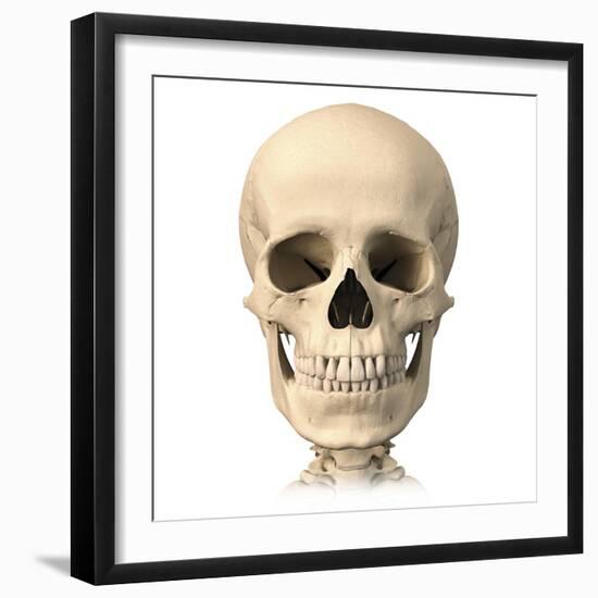 Anatomy of Human Skull, Front View-null-Framed Art Print