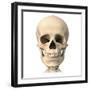 Anatomy of Human Skull, Front View-null-Framed Art Print