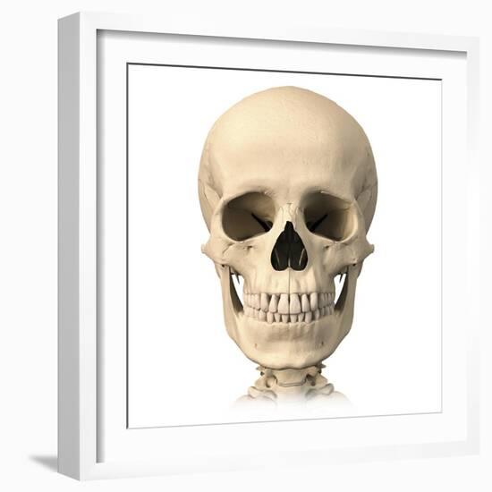 Anatomy of Human Skull, Front View-null-Framed Art Print