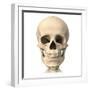 Anatomy of Human Skull, Front View-null-Framed Art Print