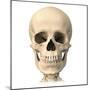 Anatomy of Human Skull, Front View-null-Mounted Art Print