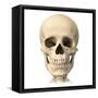 Anatomy of Human Skull, Front View-null-Framed Stretched Canvas