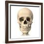 Anatomy of Human Skull, Front View-null-Framed Art Print