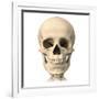 Anatomy of Human Skull, Front View-null-Framed Art Print