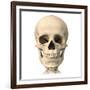 Anatomy of Human Skull, Front View-null-Framed Art Print