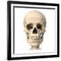 Anatomy of Human Skull, Front View-null-Framed Art Print