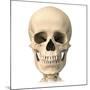 Anatomy of Human Skull, Front View-null-Mounted Art Print