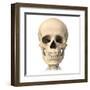 Anatomy of Human Skull, Front View-null-Framed Art Print