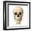 Anatomy of Human Skull, Front View-null-Framed Art Print