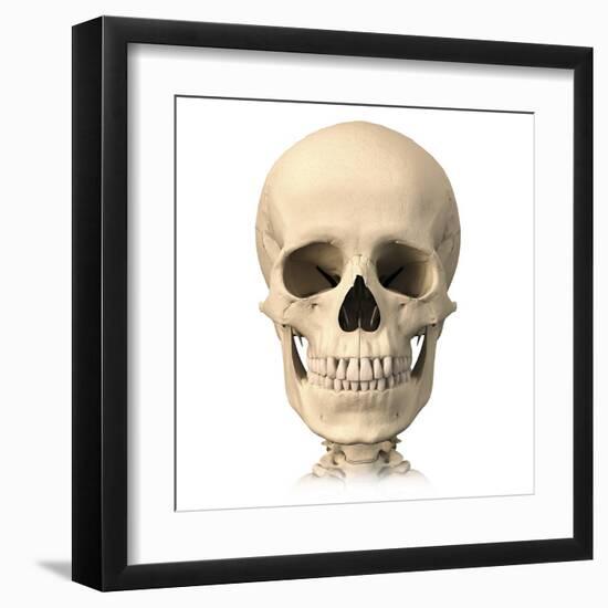 Anatomy of Human Skull, Front View-null-Framed Art Print