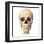 Anatomy of Human Skull, Front View-null-Framed Art Print