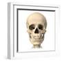 Anatomy of Human Skull, Front View-null-Framed Art Print