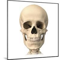 Anatomy of Human Skull, Front View-null-Mounted Art Print