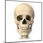 Anatomy of Human Skull, Front View-null-Mounted Art Print