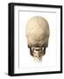 Anatomy of Human Skull, Rear View-null-Framed Art Print