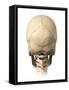 Anatomy of Human Skull, Rear View-null-Framed Stretched Canvas