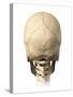 Anatomy of Human Skull, Rear View-null-Stretched Canvas