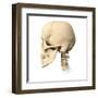 Anatomy of Human Skull, Side View-null-Framed Art Print