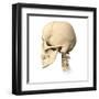 Anatomy of Human Skull, Side View-null-Framed Art Print