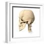 Anatomy of Human Skull, Side View-null-Framed Art Print