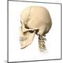 Anatomy of Human Skull, Side View-null-Mounted Art Print